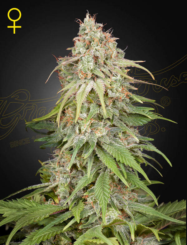 GH Amnesia - Feminized