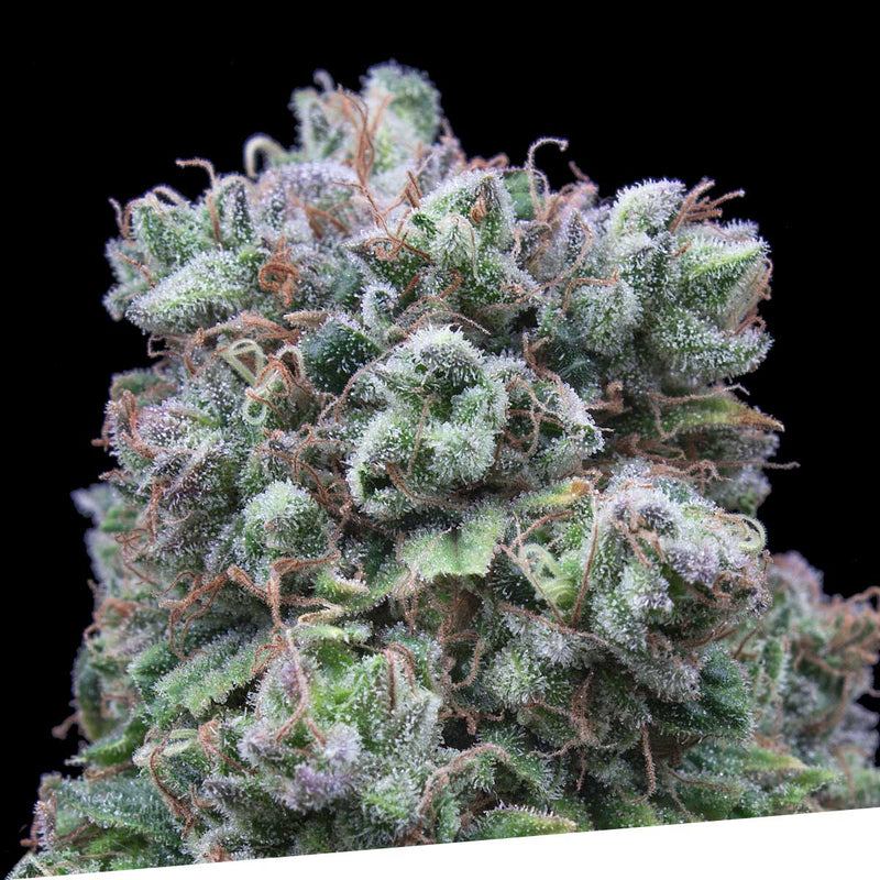 Kush Exclusive - Feminized