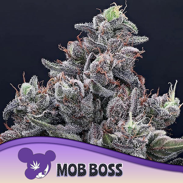 Mob Boss - Feminized