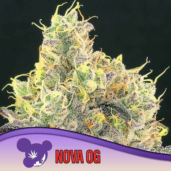 Nova OG - Feminized