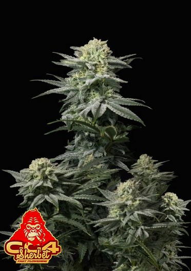 GG4 Sherbet Fastflowering - Feminized