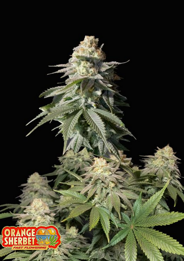 Orange Sherbet Fastflowering - Feminized