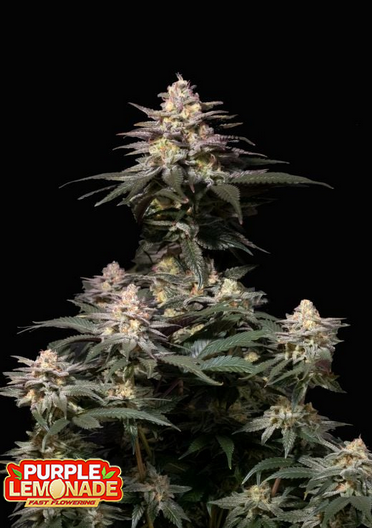 Purple Lemonade Fastflowering - Feminized