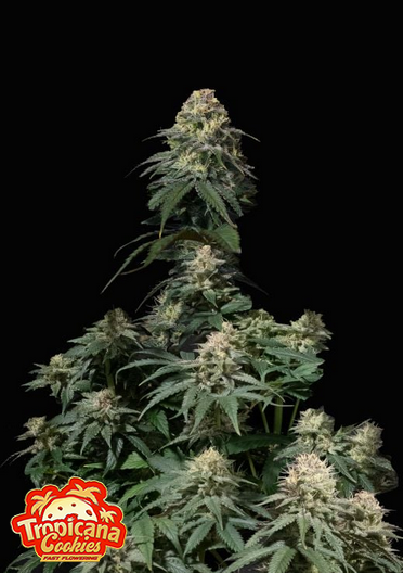 Tropicana Cookies Fastflowering - Feminized