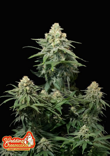 Wedding Cheesecake Fastflowering - Feminized