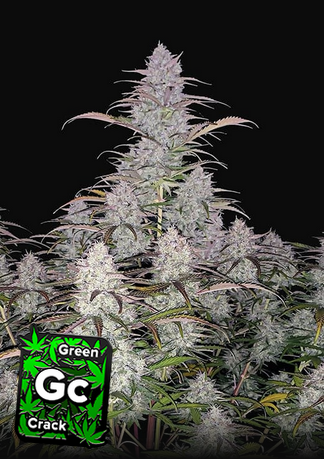 Green Crack - Automatic