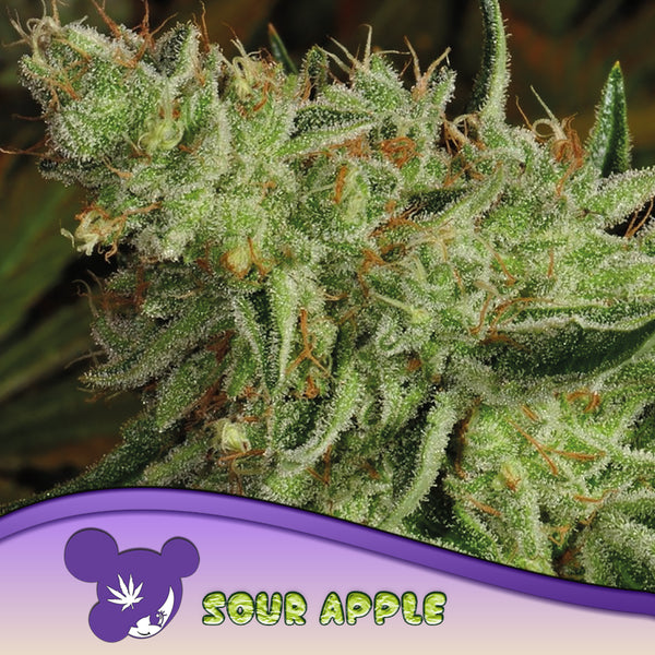 Sour Apple - Feminized