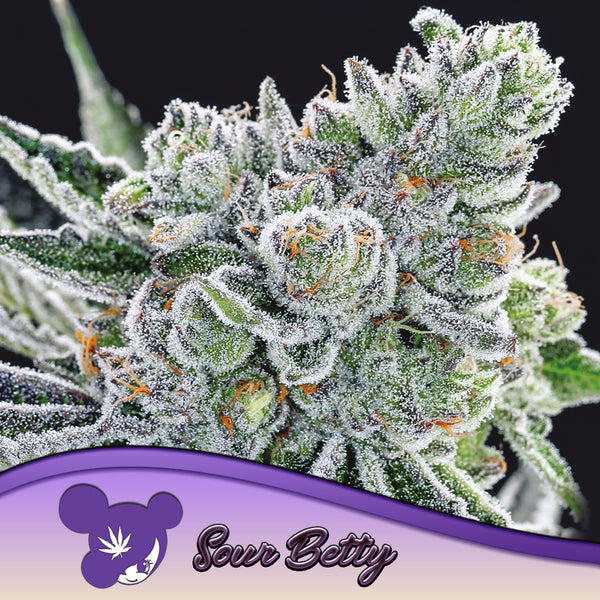 Sour Betty - Feminized