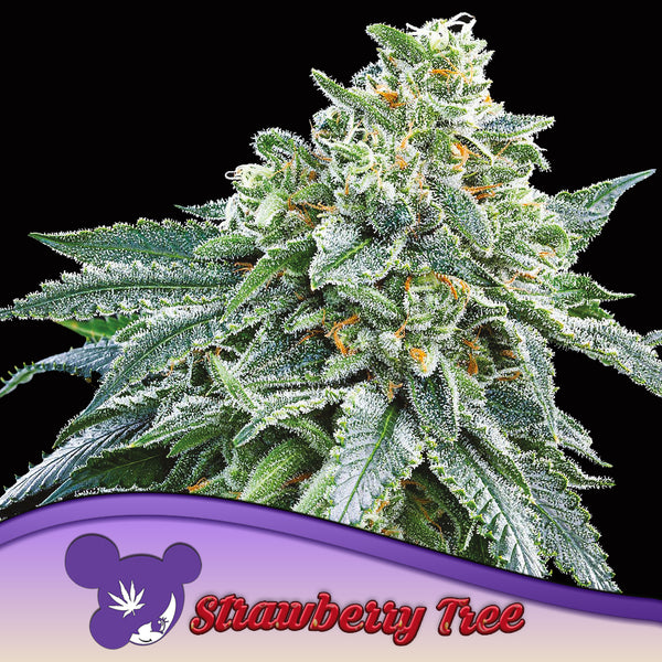 Strawberry Tree - Feminized