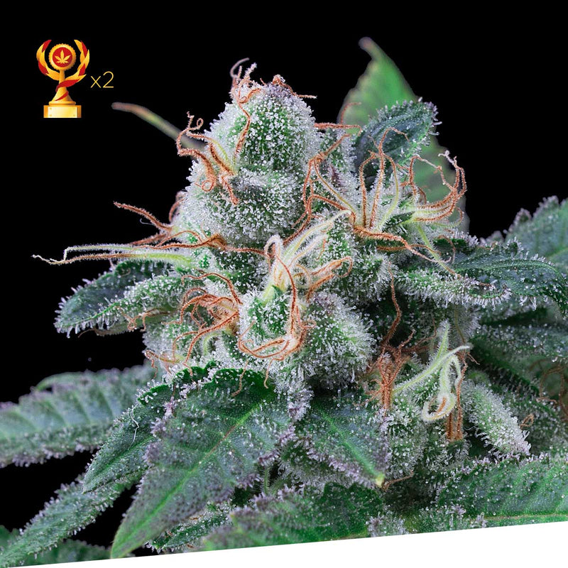 Super Mandarina - Feminized