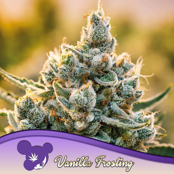 Vanilla Frosting - Feminized