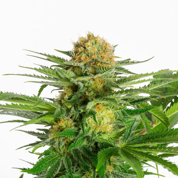 White Domina - Feminized