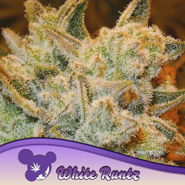 White Runtz - Feminized