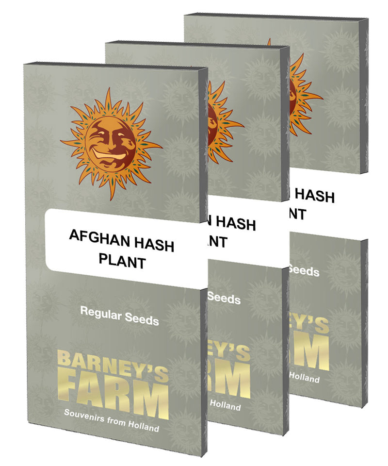 Afghan Hash Plant - Regular