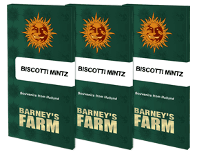 Biscotti Mintz - Feminized