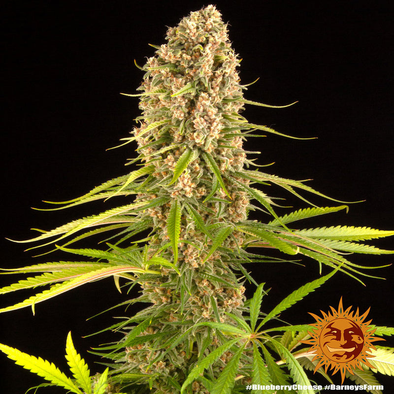 Blueberry Cheese (Blue Cheese) - Feminized