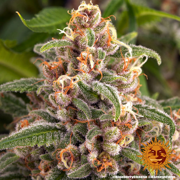 Blueberry Cheese (Blue Cheese) - Feminized