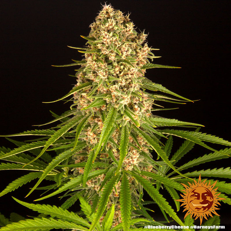 Blueberry Cheese (Blue Cheese) - Feminized