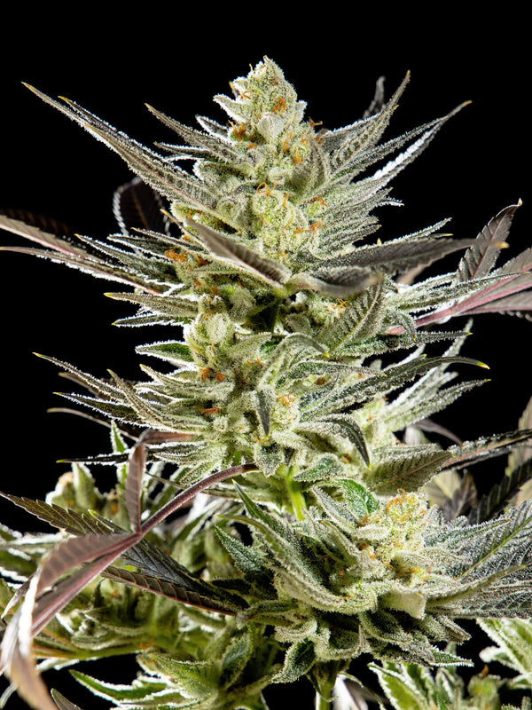 Fruity Jack / Jack El Frutero - Feminized