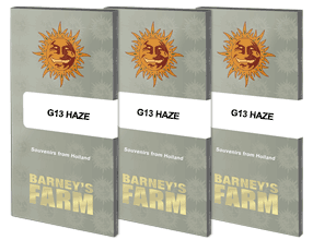 G13 Haze - Regular - 10 Seeds