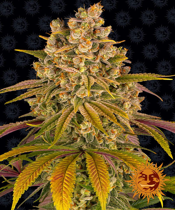 Lemon Tree - Feminized