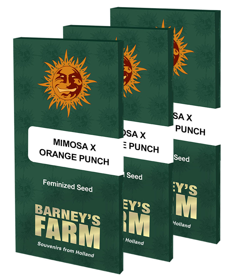 Mimosa x Orange Punch - Feminized