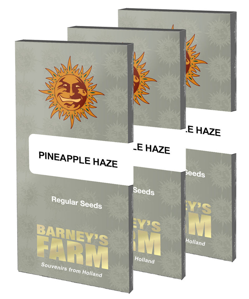 Pineapple Haze - Regular