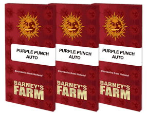 Purple Punch - Automatic